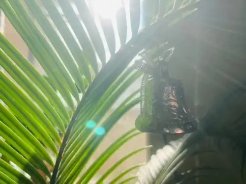Why Do Sago Palms Unfurl Like Clockwork Spirals? 10 Quirks of a ‘Palm’ That Isn’t