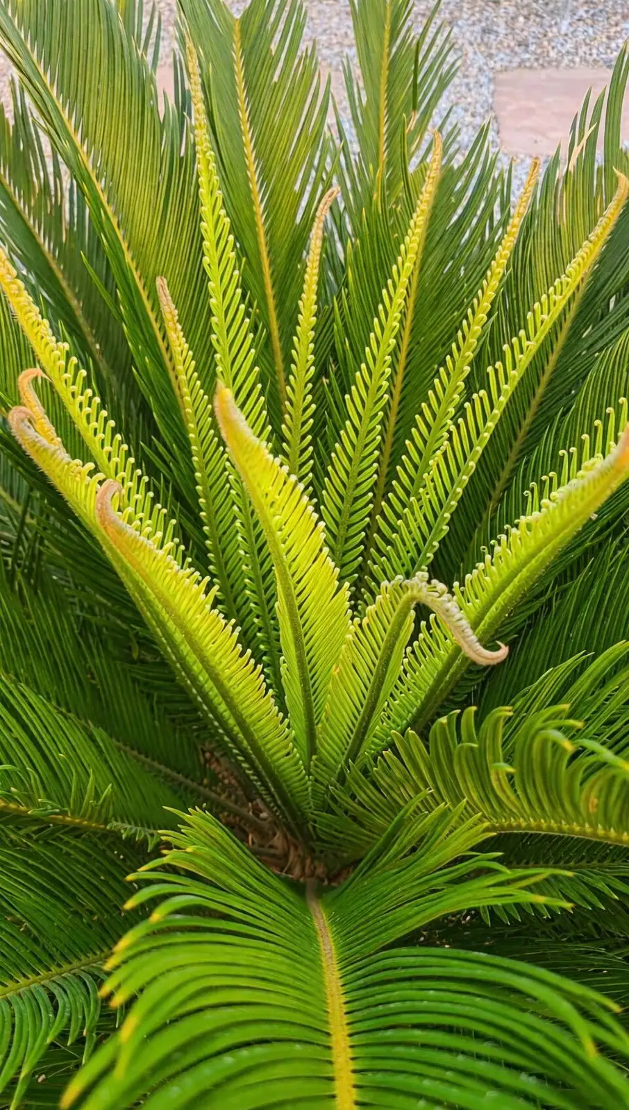 sago palm new frond flush