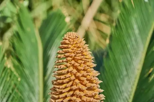 sago palm male cone close-up