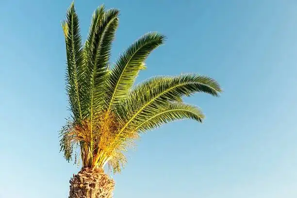 sago palm pruning dead fronds