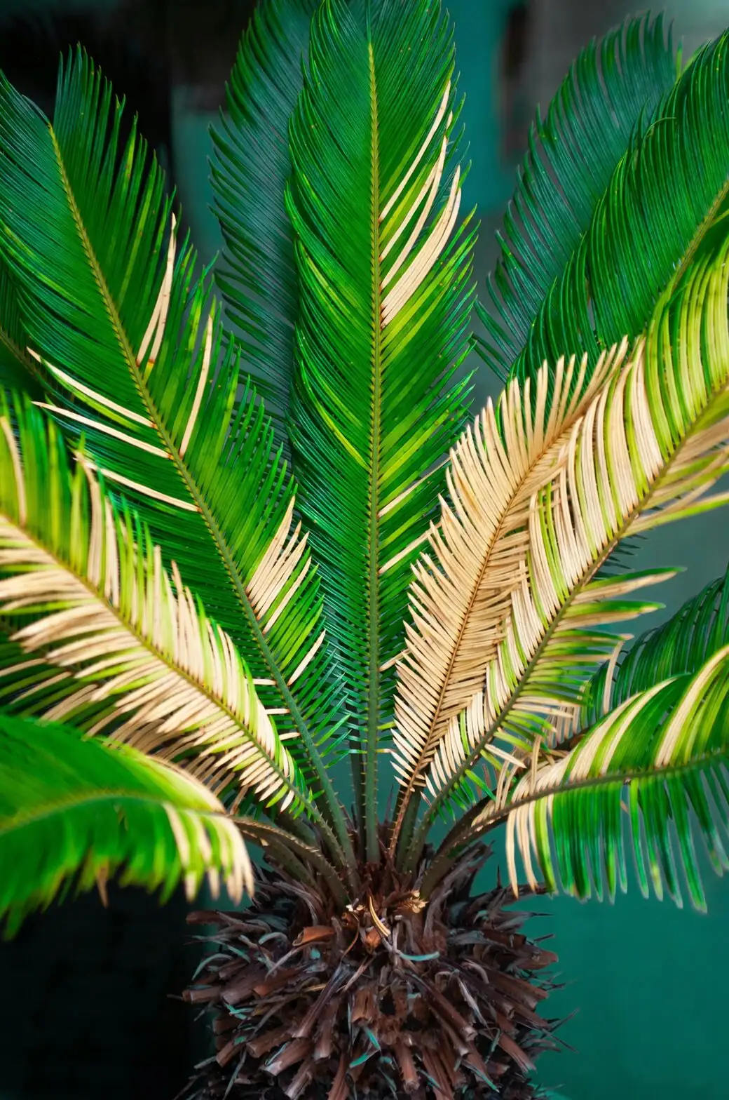 sago palm rosette fronds close up