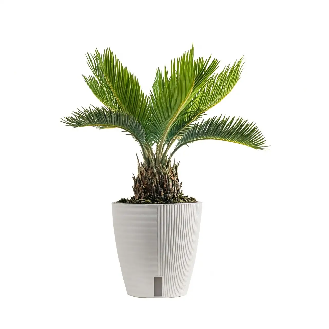 sago palm entrance lobby planter