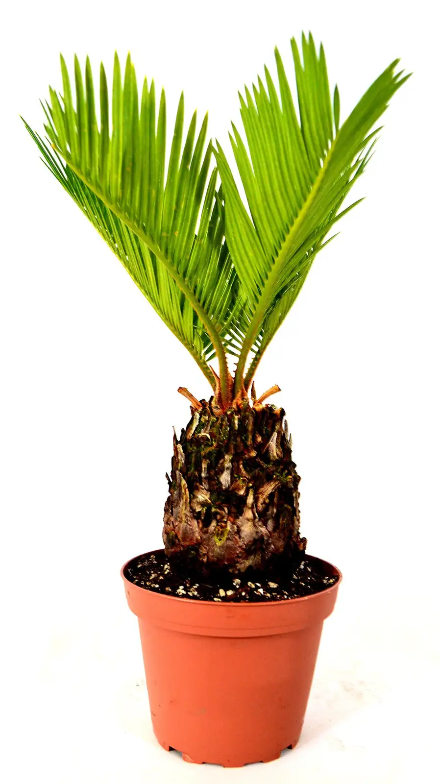 sago palm gift red ribbon pot