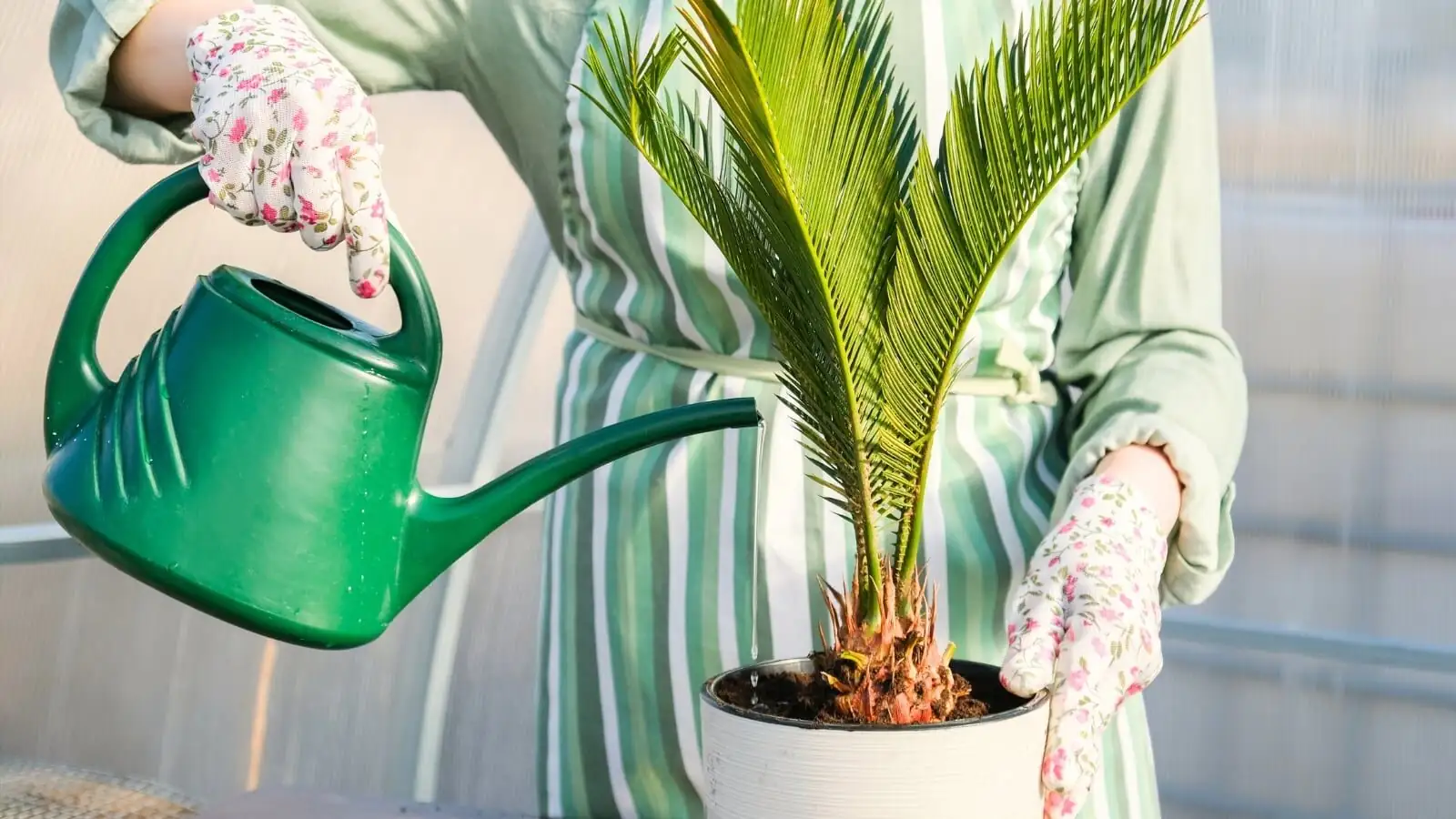 sago palm watering avoid crown
