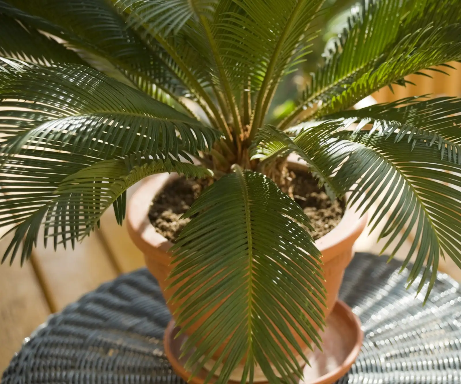 sago palm terracotta pot drainage