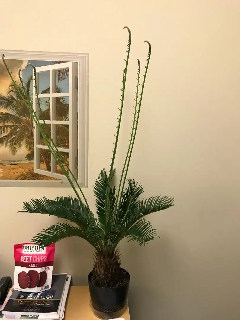 sago palm LED uplight evening