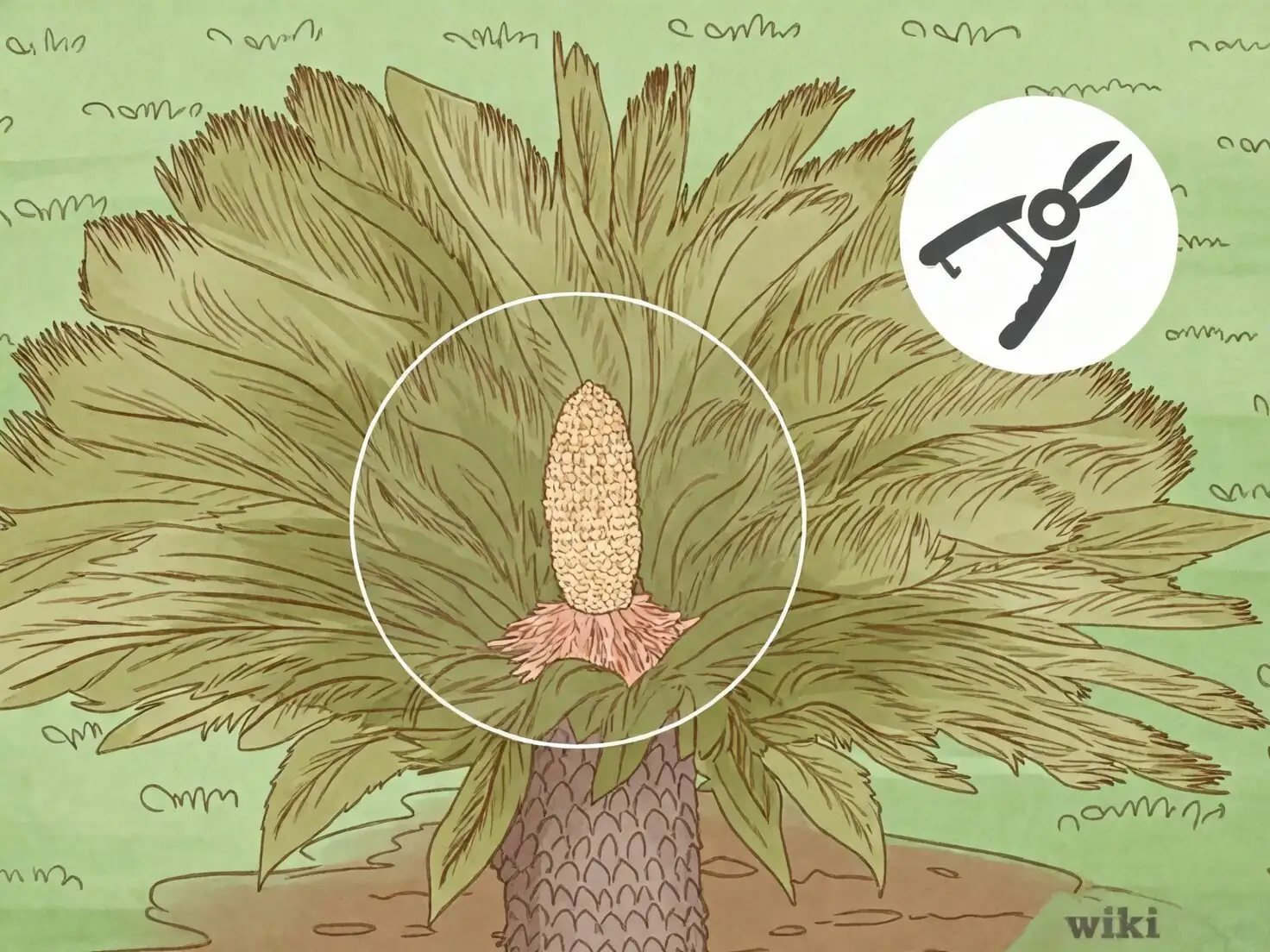 sago palm pup removal close up
