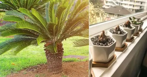 sago palm pup callus drying