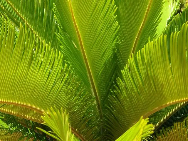 sago palm new frond flush