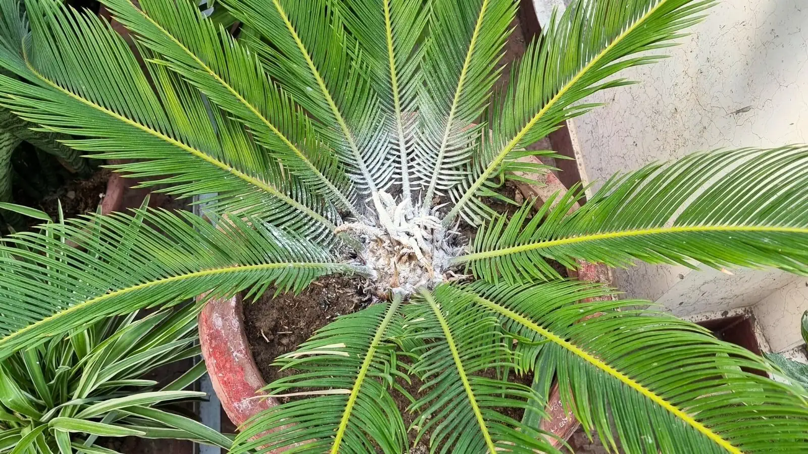 sago palm container porch bright shade