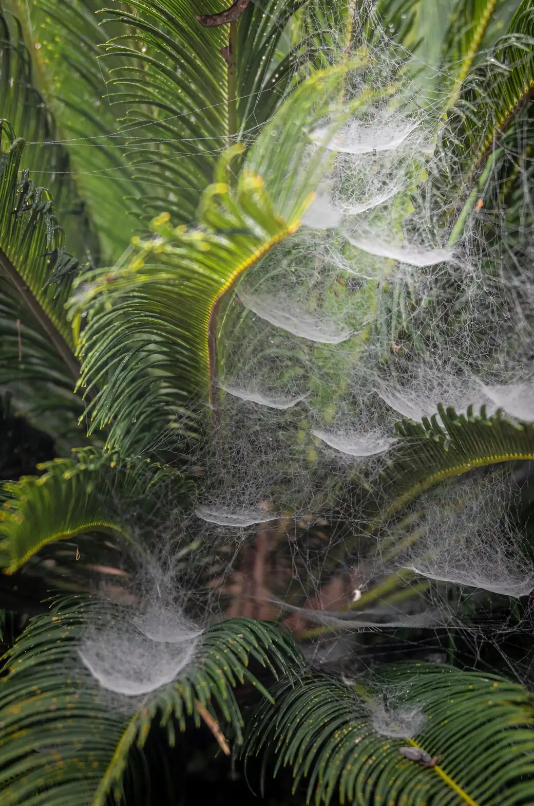 sago palm frost cloth protection