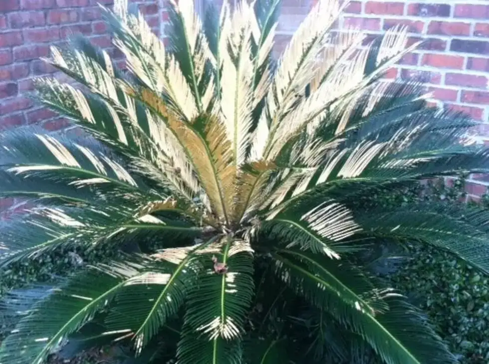sago palm frost damage brown fronds