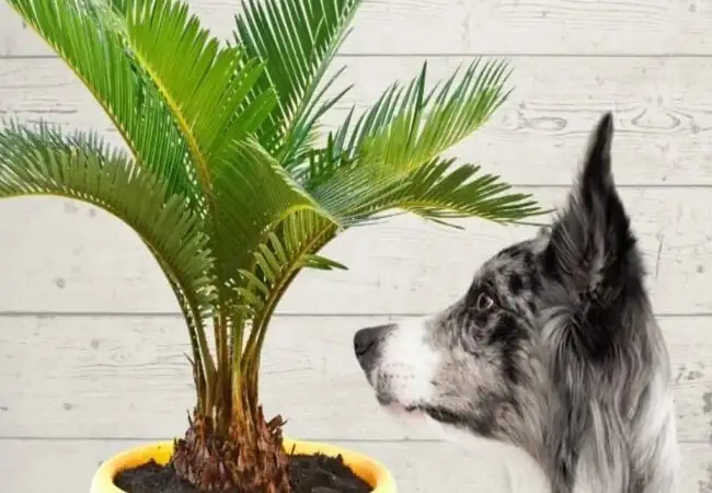 Beautiful but Dangerous: A Pet Parent’s Field Guide to Sago Palm Toxicity (Seeds Included!)