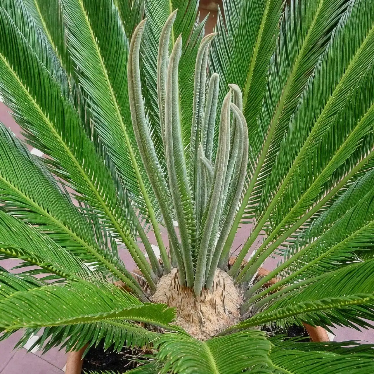 sago palm rosette fronds close-up