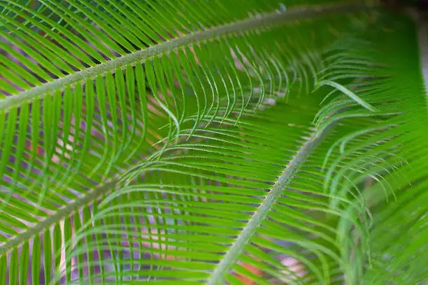 sago palm seeds close-up
