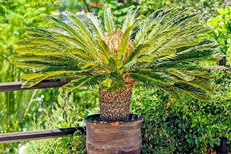 sago palm potting mix perlite