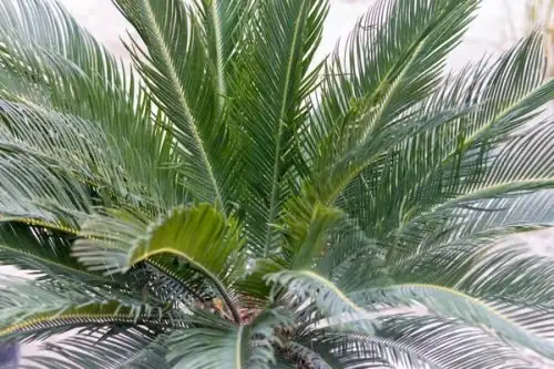 He or She? Decoding Sago Palm Cones, Sex, and Rare Home Pollination Stories