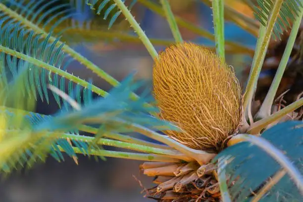 sago palm male cone close-up