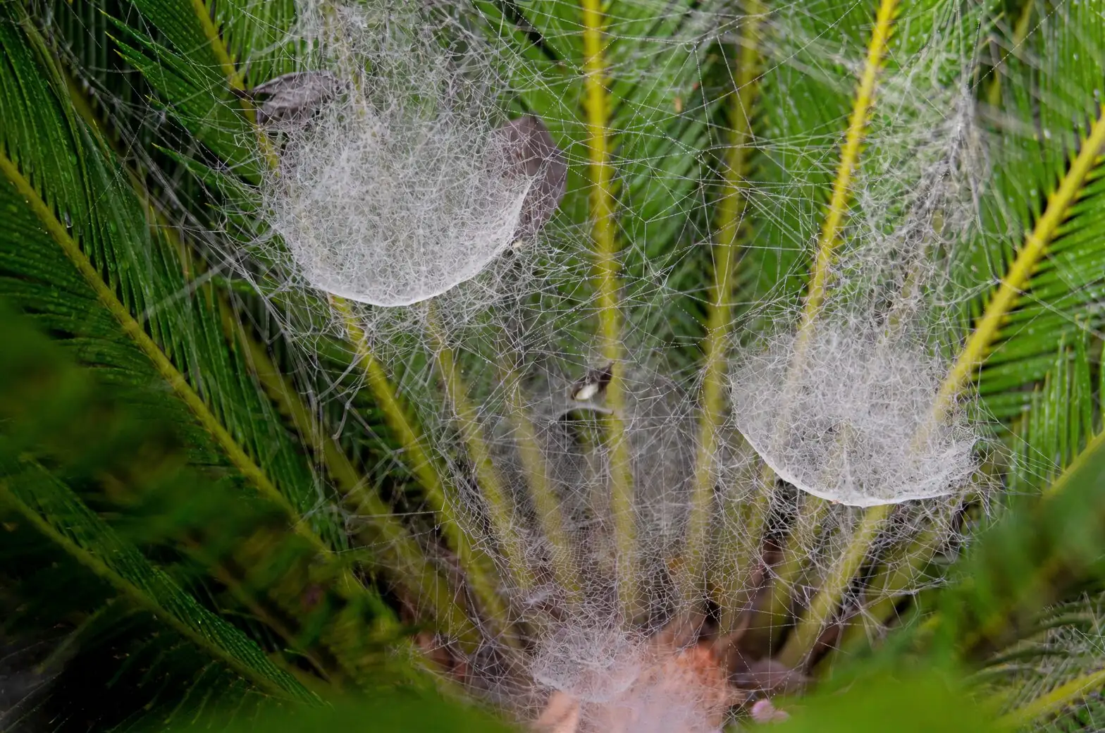 sago palm hand pollination brush