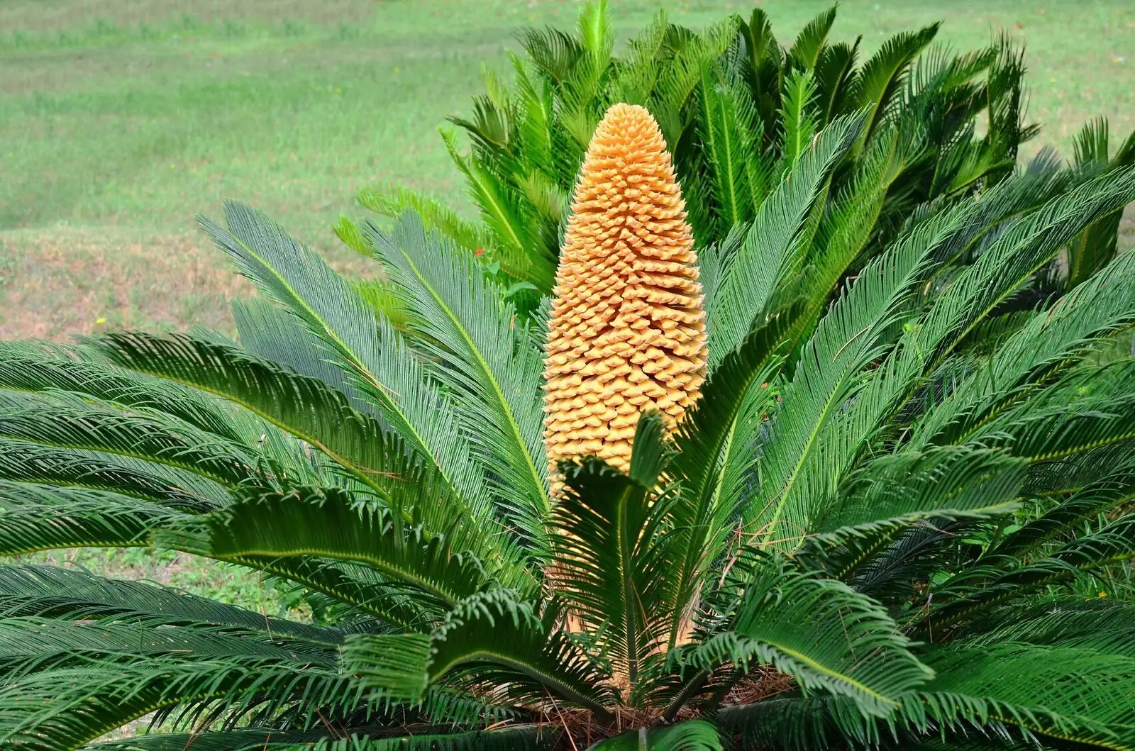 sago palm ripe orange seeds