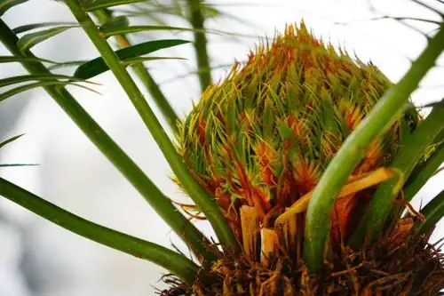 sago palm with aeonium zwartkop