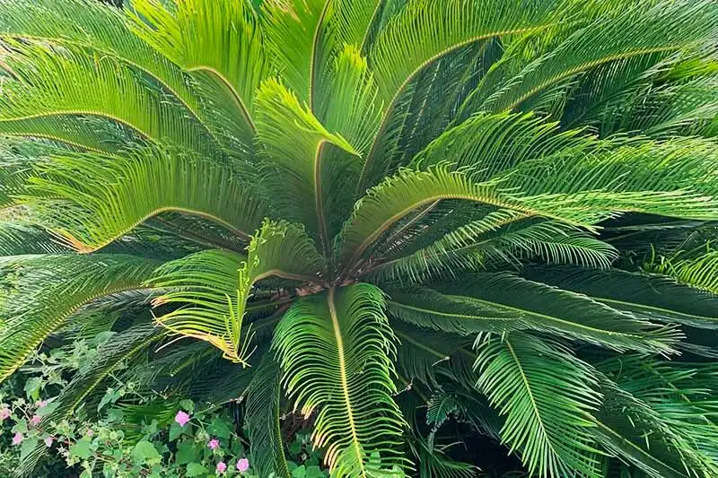 sago palm with lavender santolina