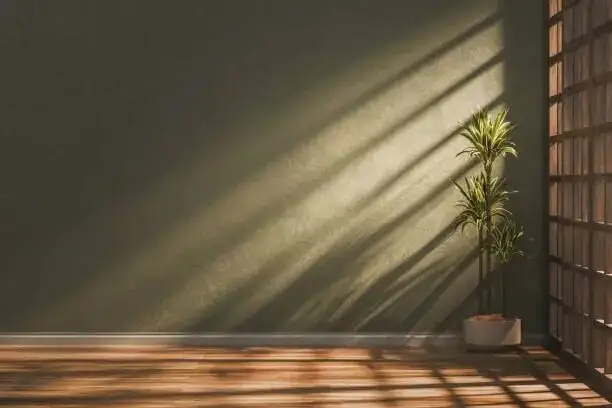 sago palm bright window indoor