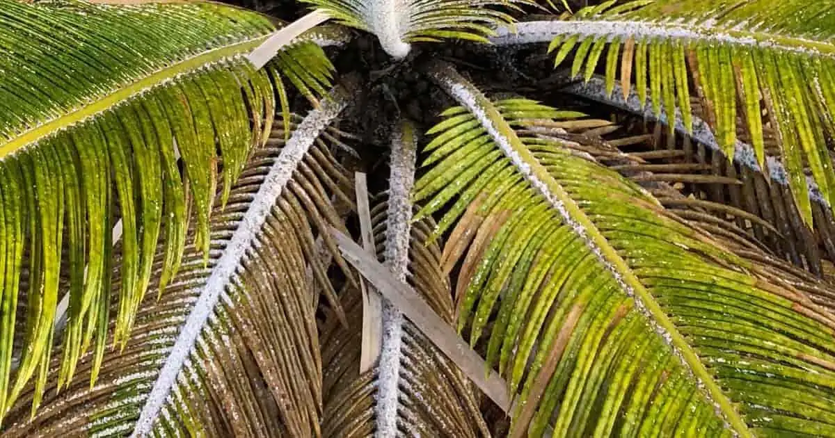 sago palm mealybugs leaf underside