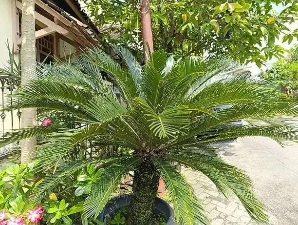 sago palm alcohol swab cleaning