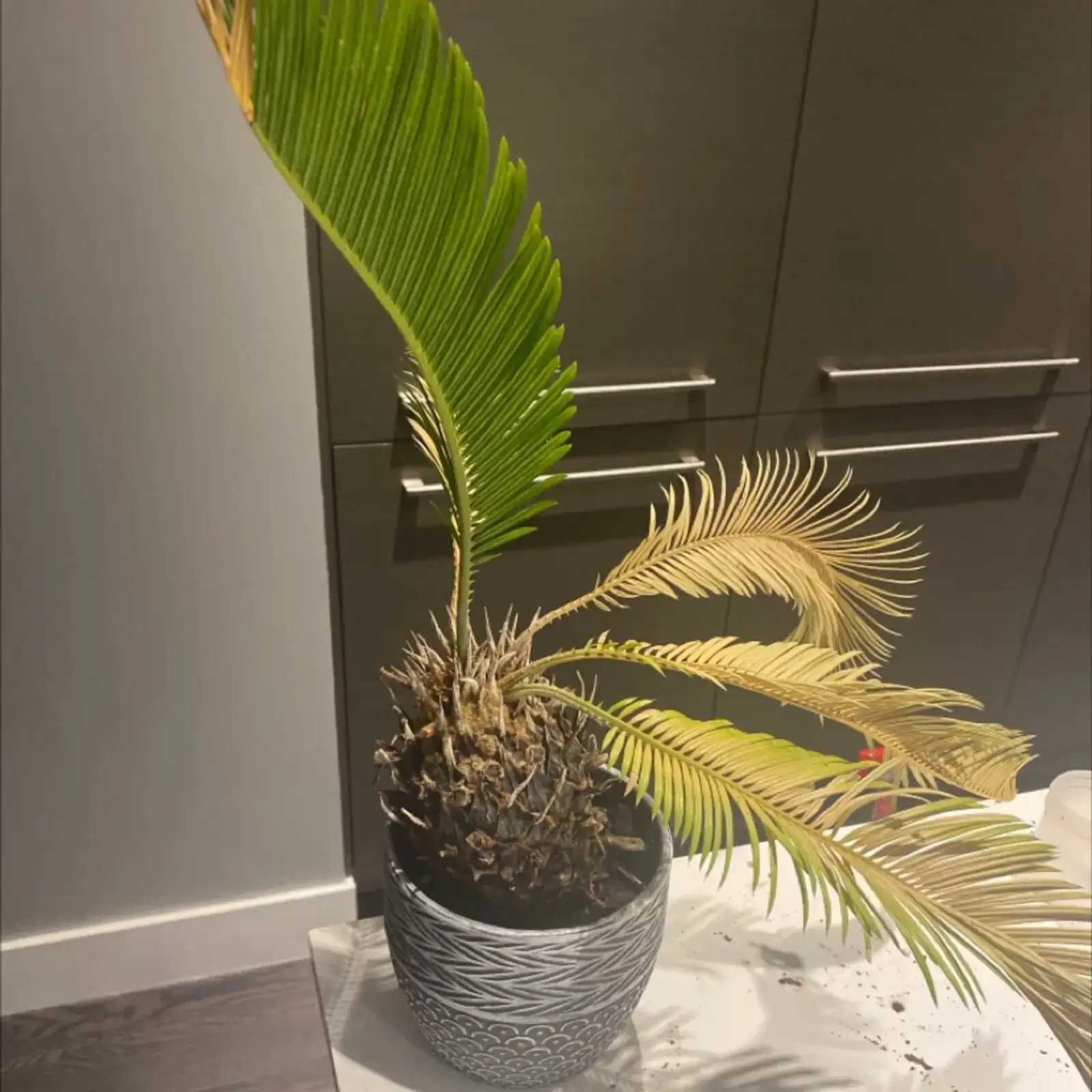 sago palm root rot trimming