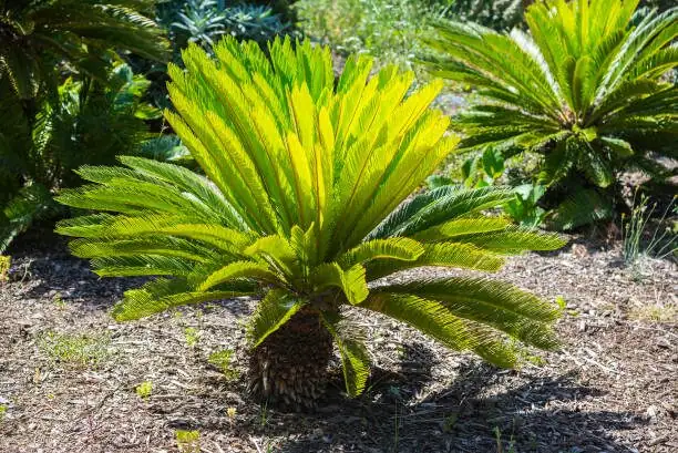 sago palm crown rot cleaning