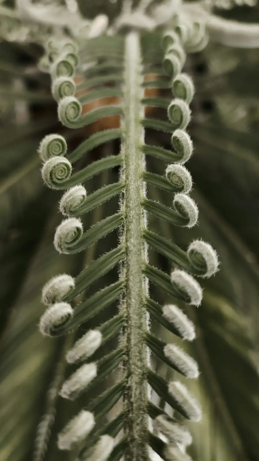 cycas revoluta watering soil