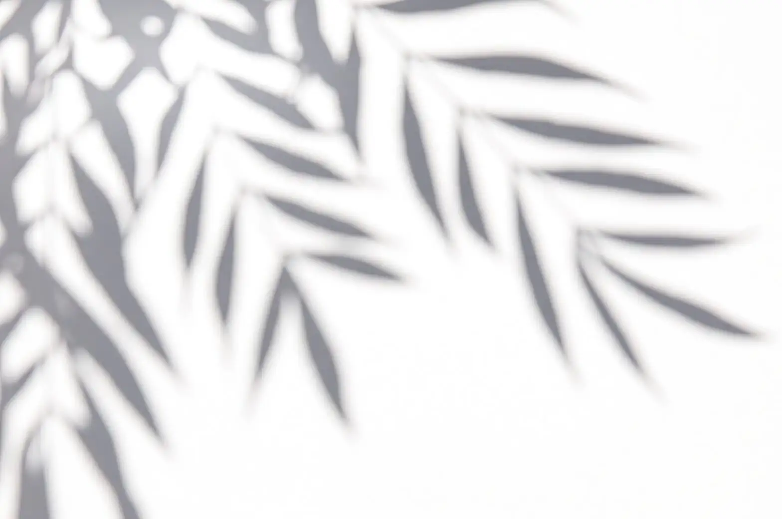 sago palm window hand shadow test