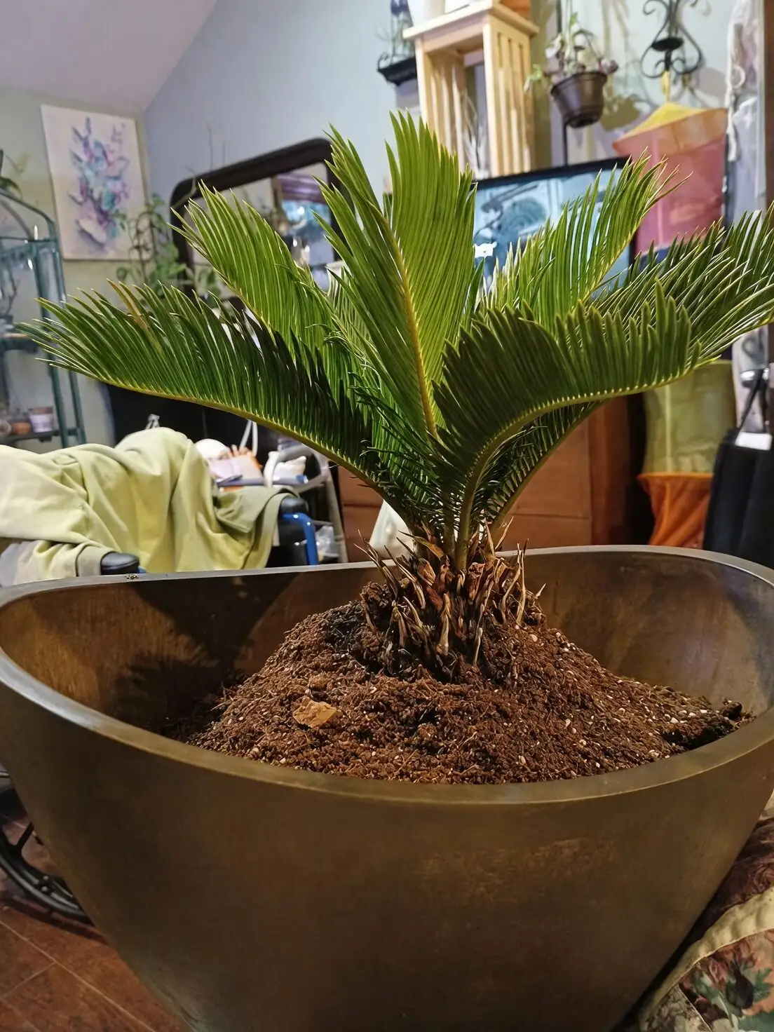 sago palm pot drainage layers