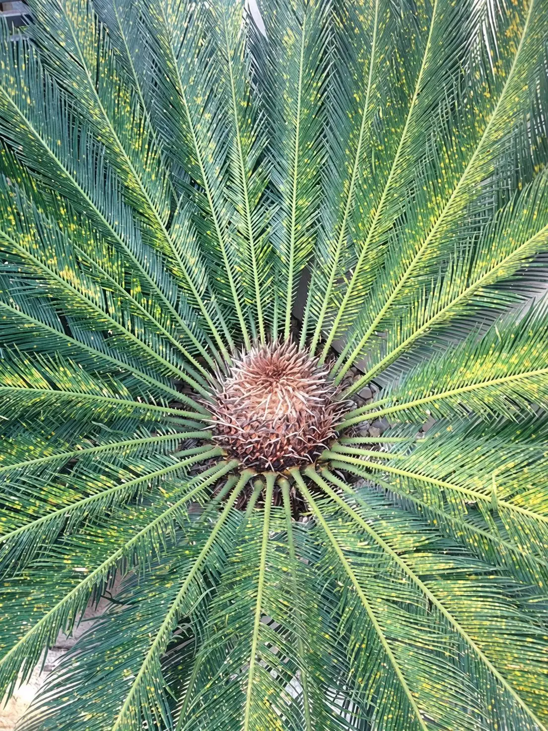 sago palm watering along pot edge