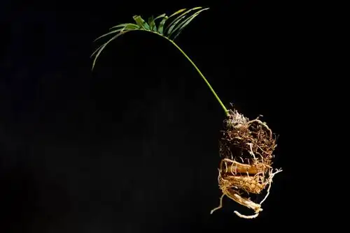 sago palm rootbound rootball close-up