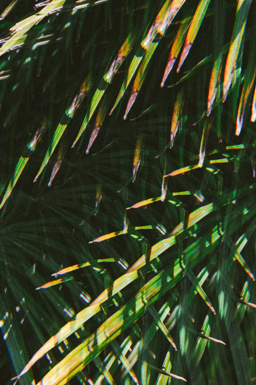 sago palm new fronds close up
