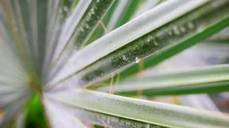 sago palm pruning gloves close-up
