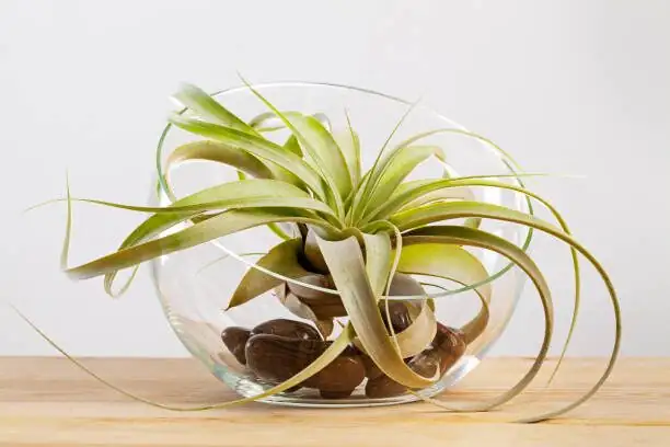 Stop Soaking! The Quick-Dry Playbook for the King of Air Plants