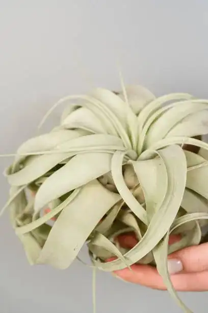 tillandsia xerographica misting morning hands