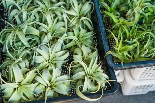 tillandsia xerographica drying rack fan