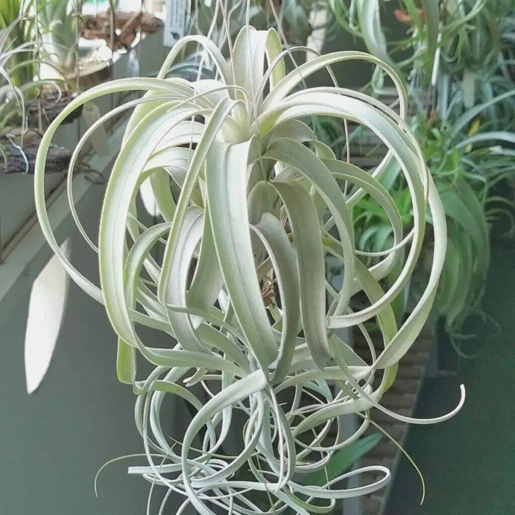 Mushy Base, Mealy Fluff? A 24-Hour Rescue Plan for Tillandsia xerographica