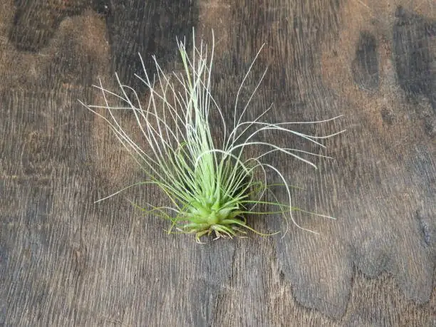 tillandsia xerographica rotting base close-up