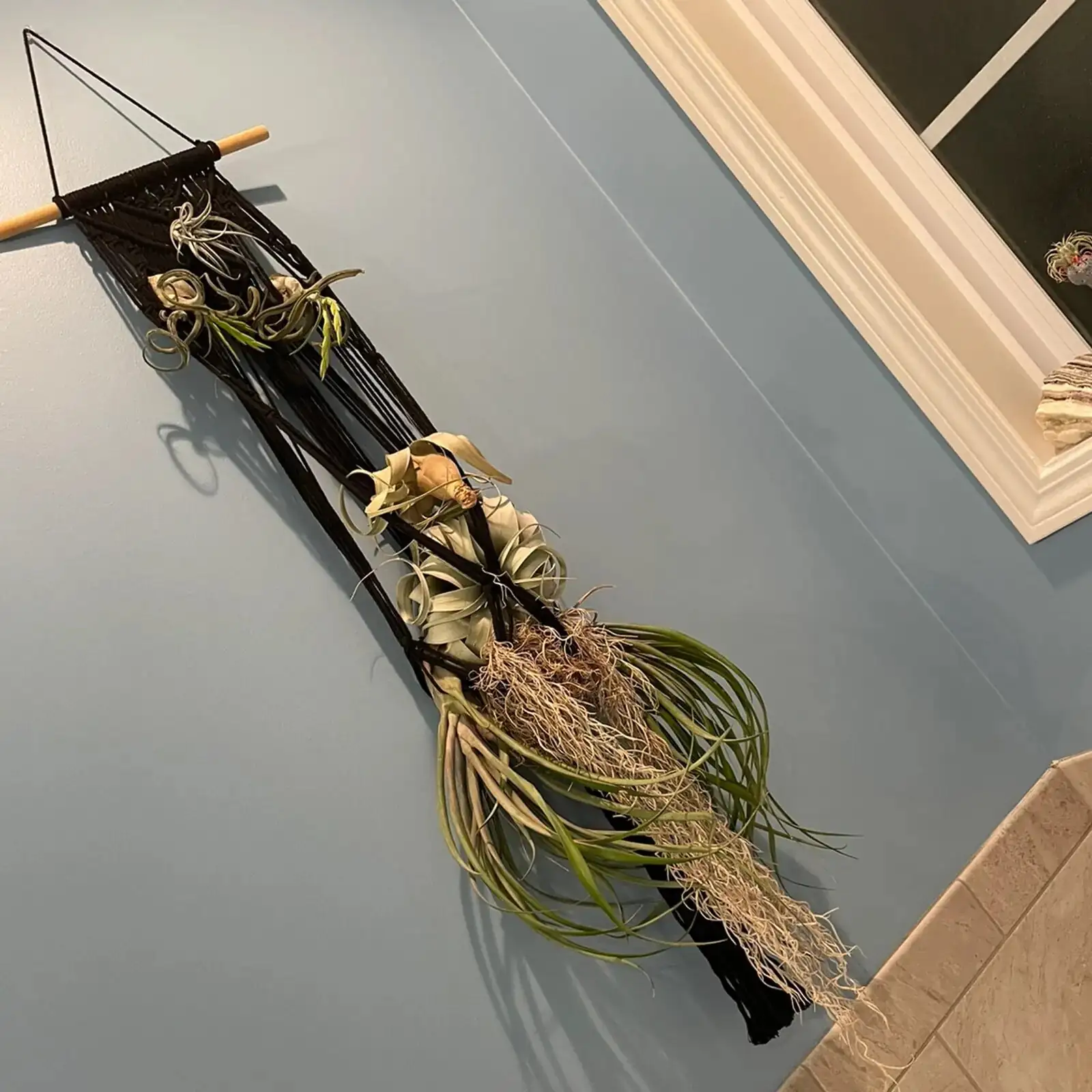 tillandsia xerographica fan drying setup