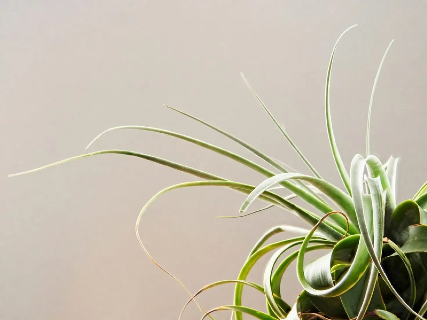 From Oaxacan Cliffs to Coffee Tables: The Wild Journey of Tillandsia xerographica