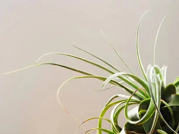 tillandsia xerographica trichome close-up