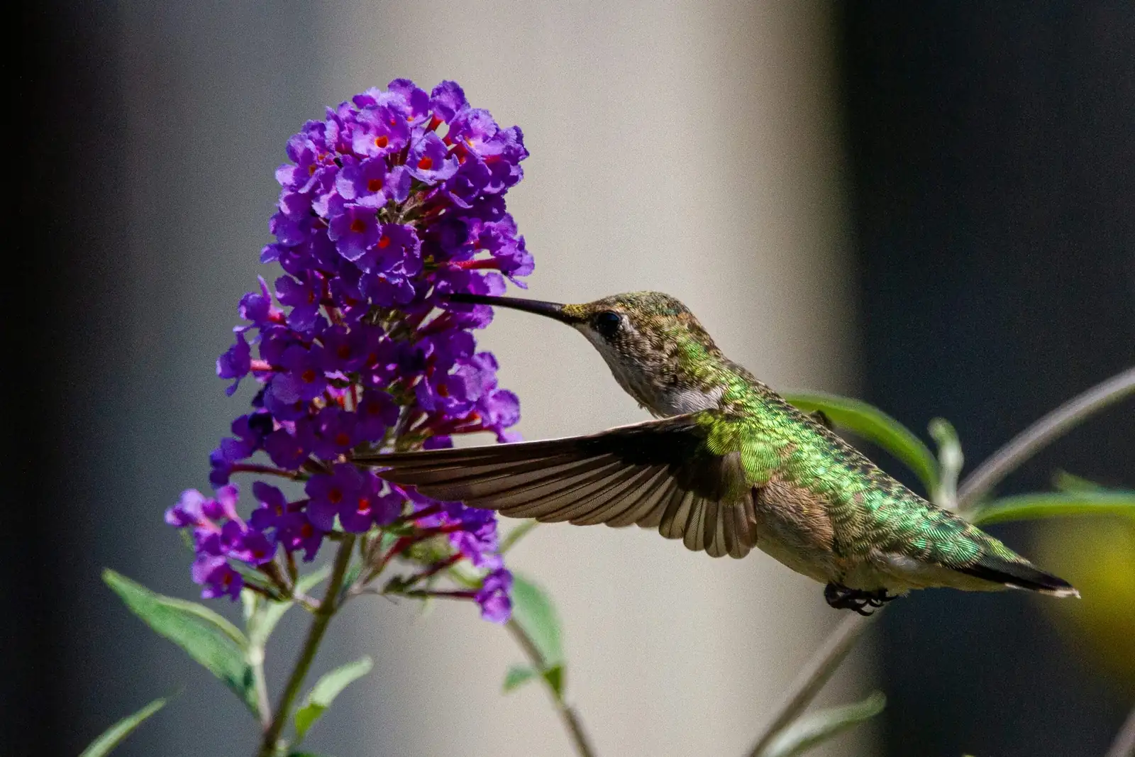 tillandsia xerographica hummingbird feeding