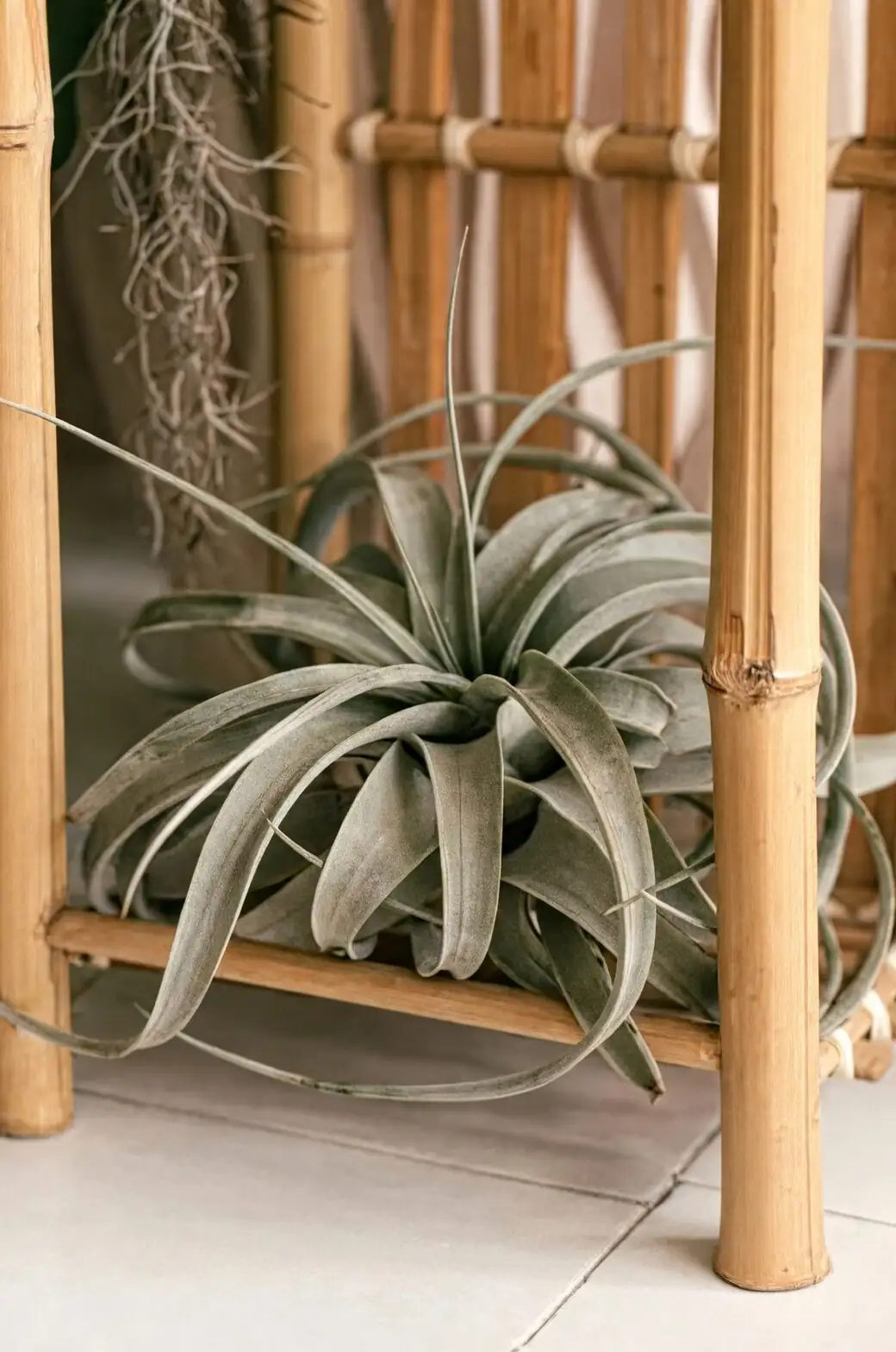 tillandsia xerographica coffee table bright window