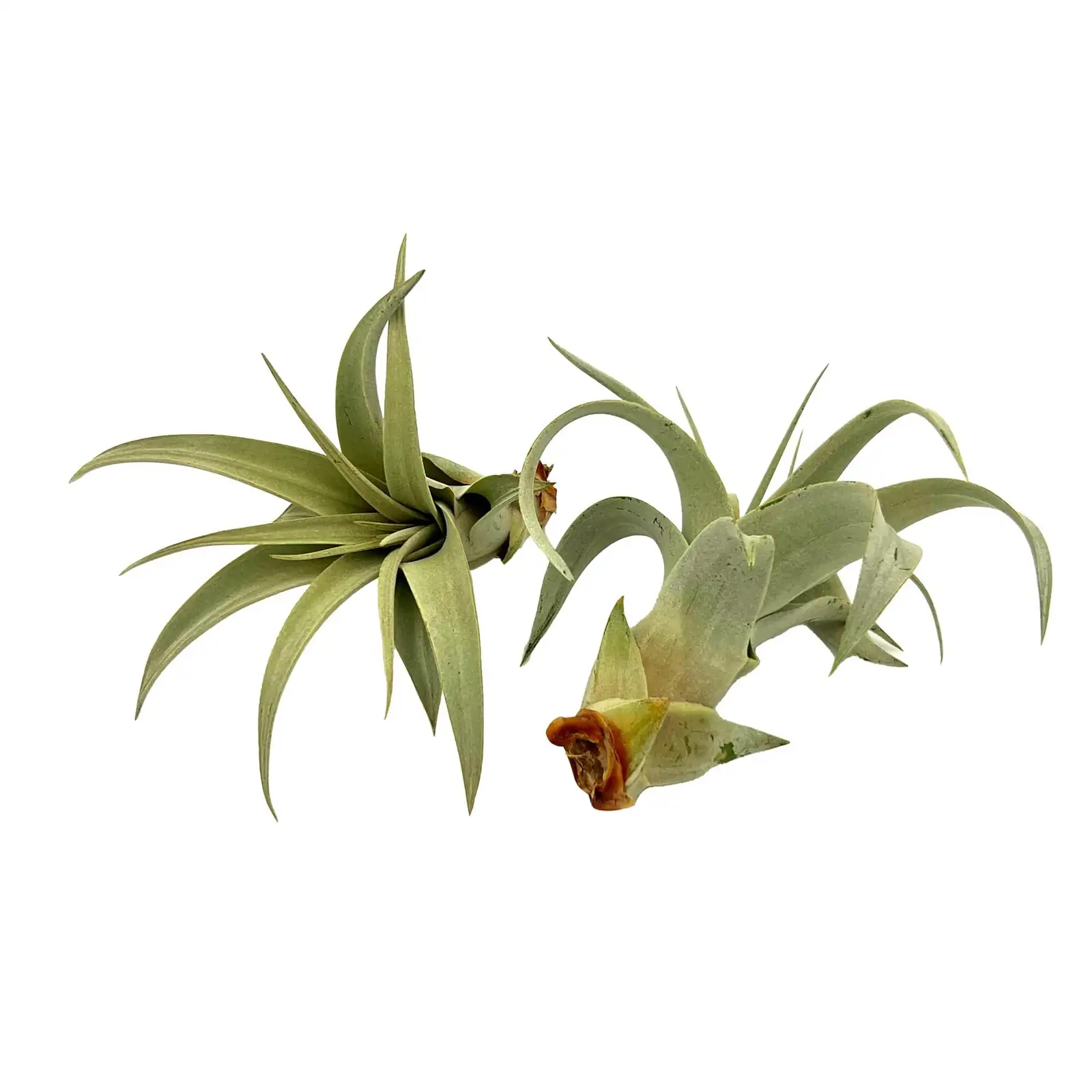 tillandsia xerographica bloom with pups