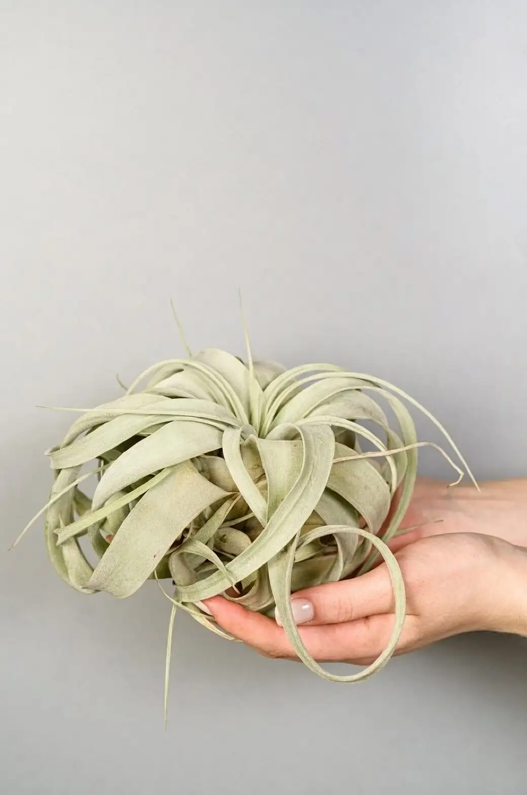 How Do Its Leaves Drink? Silver Trichomes, Purple Blooms, and Other Xerographica Oddities